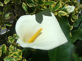 dsc02446_thumb.jpg