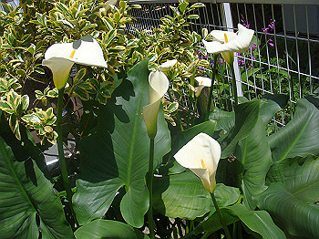dsc02447_thumb.jpg