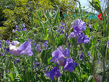 dsc02450_thumb.jpg