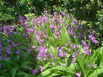 dsc02453_thumb.jpg