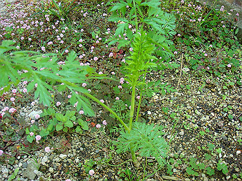 dsc02456_thumb.jpg
