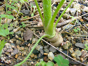 dsc02457_thumb.jpg