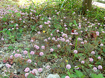 dsc02458_thumb.jpg