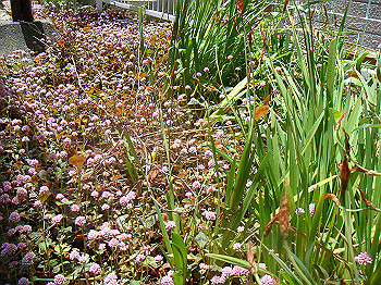 dsc02460_thumb.jpg
