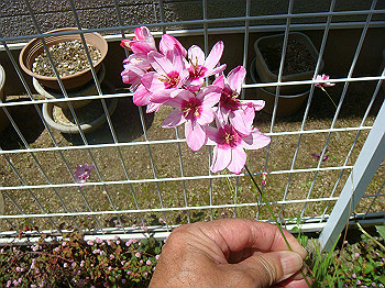 dsc02462_thumb.jpg