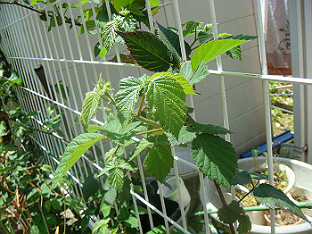 dsc02464_thumb.jpg