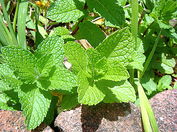 dsc02469_thumb.jpg