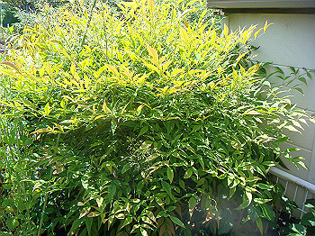 dsc02470_thumb.jpg