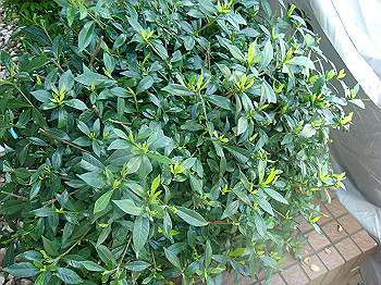 dsc02476_thumb.jpg