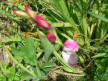 dsc02478_thumb.jpg