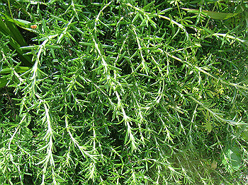 dsc02485_thumb.jpg