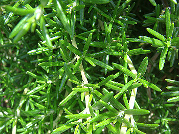 dsc02486_thumb.jpg