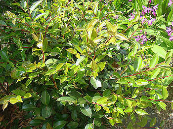 dsc02493_thumb.jpg