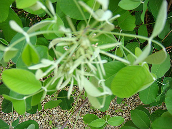 dsc02495_thumb.jpg