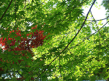 dsc02606_thumb.jpg