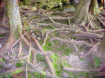 dsc02661_thumb.jpg