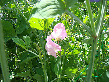 dsc02701_thumb.jpg