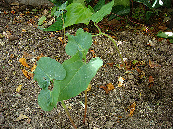 dsc02708_thumb.jpg