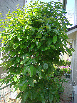dsc02713_thumb.jpg