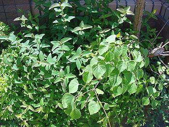 dsc02720_thumb.jpg