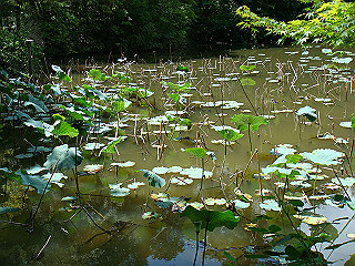 dsc03372_thumb.jpg
