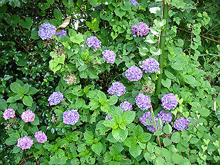 dsc03390_thumb.jpg