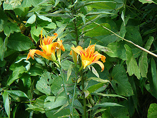 dsc03392_thumb.jpg