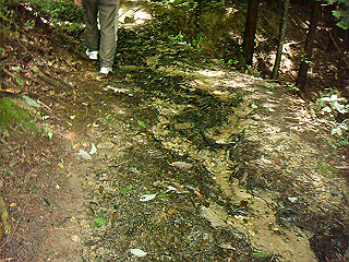 dsc03406_thumb.jpg