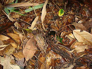 dsc03407_thumb.jpg