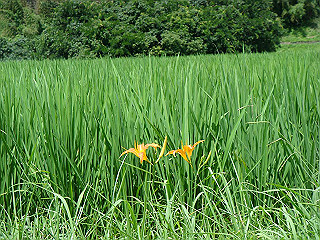 dsc03421_thumb.jpg