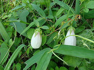 dsc03429_thumb.jpg