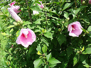 dsc03442_thumb.jpg