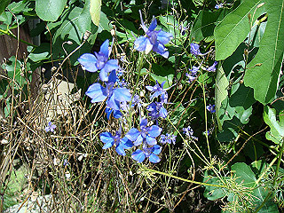 dsc03449_thumb.jpg