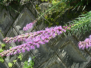 dsc03456_thumb.jpg
