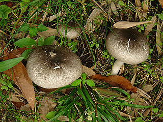 dsc03464_thumb.jpg