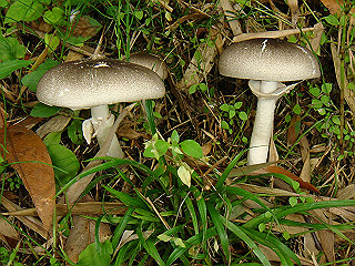 dsc03465_thumb.jpg