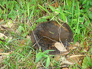 dsc03474_thumb.jpg