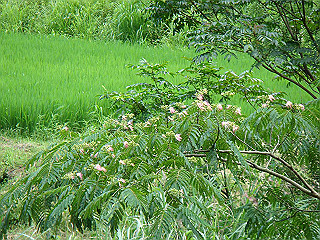 dsc03480_thumb.jpg