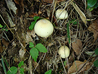 dsc03502_thumb.jpg