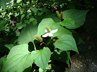 dsc03509_thumb.jpg