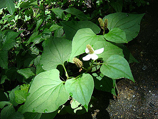 dsc03510_thumb.jpg