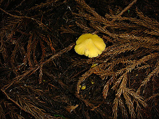 dsc03517_thumb.jpg
