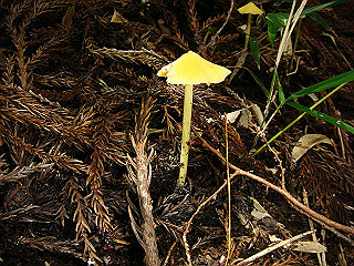 dsc03520_thumb.jpg