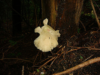 dsc03523_thumb.jpg