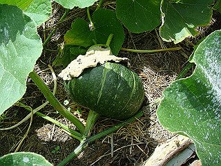 dsc03535_thumb.jpg
