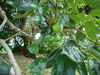 dsc03538_thumb.jpg