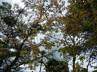 dsc03539_thumb.jpg