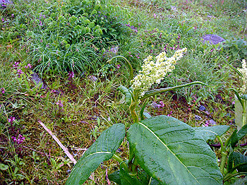 dsc03803_thumb.jpg