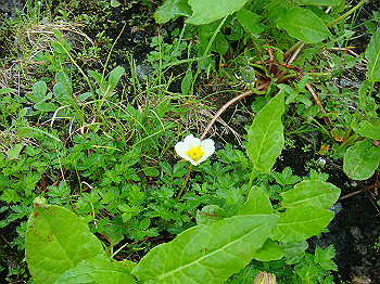dsc03806_thumb.jpg