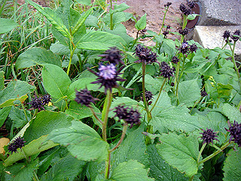 dsc03812_thumb.jpg